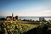 Wein Anbau vor Wallfahrtskirche Birnau, Uhldingen Mühlhofen, Bodensee, Baden-Württemberg, Deutschland