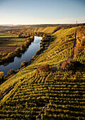 der Neckar fließt entlang der Weinberge, Hessigheimer Felsengärten, Hessigheim, Landkreis Ludwigsburg, Baden-Württemberg, Deutschland