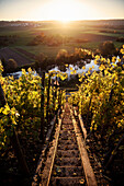 view through grapevin at the Neckar river which sneaks his way along climbing and wine growing region of Hessigheim, Ludwigsburg District, Baden-Wuerttemberg, Germany