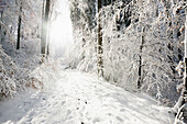 Verschneiter Wald im Winter, am Höchsten, bei Illwangen, Baden-Württemberg, Deutschland