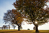 Wind-bent beeches at sunset in autumn, Schauinsland, near Freiburg im Breisgau, Black Forest, Baden-Württemberg, Germany