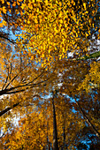 Buchenwald (fagus) mit gelben Blättern im Herbst, Froschperspektive, bei Überlingen, Bodensee, Baden-Württemberg, Süddeutschland, Deutschland