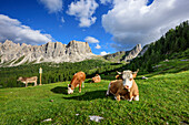 Kühe stehen und liegen auf Wiese vor Felsbergen, Monte Formin im Hintergrund, Dolomiten, UNESCO Welterbe Dolomiten, Venetien, Venezien, Italien