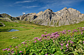 Meadow with flowers at lake Lac Cerces and Grand Galibier in background, lake Lac Cerces, Dauphine, Dauphiné, Hautes Alpes, France