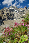 Pink fireweed in blossom with Pic Coolidge and Barre des Ecrins in background, Ecrins, National Park Ecrins, Dauphine, Dauphiné, Hautes Alpes, France