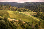 wine growing area around YBurg castle, Neuweier, Baden-Baden, Baden-Wuerttemberg, Germany