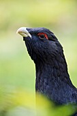 Headshot of Wood grouse / Western capercaillie ( Tetrao urogallus ).