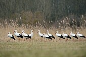 White Storks ( Ciconia ciconia ), flock gathering in beautiful natural surrounding, Europe.