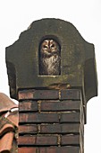 Tawny Owl ( Strix aluco ) feels comfortable in an old chimney made out of red bricks, wildlife, Europe.