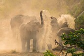 Asia, India, Uttarakhand, Jim Corbett National Park, Asian or Asiatic elephant (Elephas maximus). Dust bath
