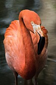 American flamingo (Phoenicopterus ruber), Florida, U. S. A. , North America.