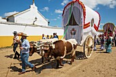 During a famous Pentecost pilgrimage the village of El Rocio converts into a colourful spectacle with beautifully decorated ox-carts, dressed up men and women wearing beautifully coloured gypsy dresses. Huelva province, Andalusia, Spain.
