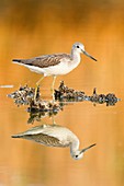 Common greenshank, Tringa nebularia, reflected in the water, s'albufera, Mallorca, Spain