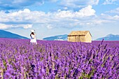 Valensole, Provence, France.