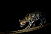 Ocelot (Leopardus pardalis) at night, Pantanal, Mato Grosso, Brazil.