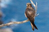 Eleonora's Falcon (Falco eleonorae) on a branch. , Majorca, Balearic Islands, Spain.