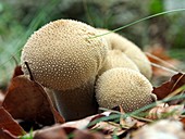 Spiny puffball mushroom (Lycoperdon echinatum). Montseny Natural Park. Barcelona province, Catalonia, Spain.