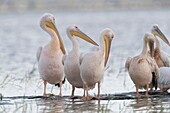 Africa, Ethiopia, Rift Valley, Ziway lake,. Great White pelican (Pelecanus onocrotalus), group on the lake Ziway.