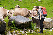 Rinder auf der Sommerweide im Tal Arriu Joeu, Spanische Pyrenäen, Val d'Aran, Katalonien, Spanien