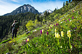 orchids in the Val de Gerber in the Parc National d'Aigüestortes i Estany de Sant Maurici