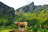 Rinder auf der Sommerweide im Valle de Varrados, Spanische Pyrenäen, Val d'Aran, Katalonien, Spanien