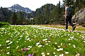 Bergblumen im Circ de Colomers im Parc National d'Aigüestortes i Estany de Sant Maurici, Spanische Pyrenäen, Val d'Aran, Katalonien, Spanien