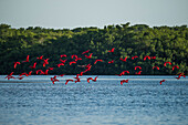 Scharen von Scharlachsichler (Eudocimus ruber) kehren am späten Nachmittag zu ihren nächtlichen Quartieren auf einer Insel im Caroni Swamp Bird Sanctuary zurück, Trinidad, Trinidad and Tobago, Karibik