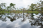 Low-growing trees and bushes are reflected in a flooded, swampy area along the Amazon River, Jutai, Amazonas, Brazil, South America