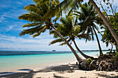 Palmen werfen Schatten an einem von ruhigen Gewässern gesäumten Sandstrand mit Expeditions-Kreuzfahrtschiff MS Bremen (Hapag-Lloyd Kreuzfahrten) in der Ferne, Fagamalo, Savai'i, Samoa, Südpazifik