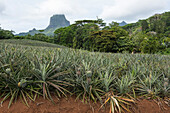 A large field of pineapples grows in the foreground with Mount Tohivea (or Tohiea) visible in the background, Moorea, Society Islands, French Polynesia, South Pacific