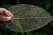Eine Hand hält das 'Skelett' eines Blattes und zeigt die Venenstruktur, ohne grüne Haut zu bedecken, Rimatara, Austral-Inseln, Französisch-Polynesien, Südpazifik