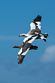 A pair of upland geese, also known as Magellan geese (Chloephaga picta), the male above, are photographed in flight, and nearly overlapping, Westpoint Island, Falkland Islands, British Overseas Territory