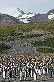 A colony of King penguins (Aptenodytes patagonicus), numbering many tens of thousands adults and chicks, stretches to the distant hillside, Salisbury Plain, South Georgia Island, Antarctica