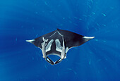 Manta Ray (Manta birostris) with two Remora (Remora remora) attached to it, Hallcion Reef, Cocos Island, Costa Rica