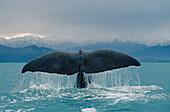 Sperm Whale (Physeter macrocephalus) tail, New Zealand