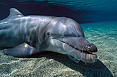 Bottlenose Dolphin (Tursiops truncatus) with plastic six pack holder in mouth, Hawaii