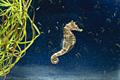 Spotted Seahorse (Hippocampus erectus) male who has just given birth to babies, surrounded by his offspring