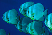 Longfin Batfish (Platax teira) school underwater, Kimbe Bay, Papau New Guinea