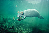 West Indian Manatee (Trichechus manatus) eating Hydrilla (Hydrilla sp) an introduced plant that often clogs waterways, Blue Spring State Park, Florida