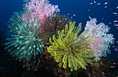 Feather Star (Comanthina nobilis) and (Oxycomanthus bennetti) and Soft Coral (Dendronephthya sp)