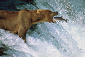 Grizzly Bear (Ursus arctos horribilis) catching spawning Sockeye Salmon (Oncorhynchus nerka), Brooks River Falls, Katmai National Park, Alaska