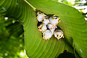 Honduran White Bat (Ectophylla alba) roosting under Heliconia (Heliconia sp) leaf, Braulio Carrillo National Park, Costa Rica