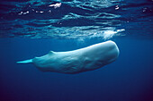 Sperm Whale (Physeter macrocephalus) white morph near surface, Azores Islands, Portugal