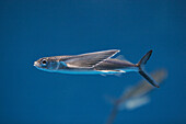 Bony Flyingfish (Hirundichthys oxycephalus) swimming, Japan