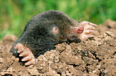 European Mole (Talpa europaea) emerging from mound, Europe