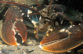 European Lobster (Homarus gammarus) close up of face and claws, Europe