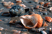 Common Northern Whelk (Buccinum undatum) among shells of other species of snails and bivalves on beach