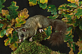 Fat Dormouse (Glis glis) on moss-covered Oak branch in fall, Europe