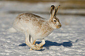 White-tailed Jack Rabbit (Lepus townsendii) hopping in winter coat, eastern Montana