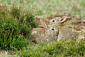 European Rabbit (Oryctolagus cuniculus) pair cuddling, Hoge Veluwe National Park, Gelderland, Netherlands